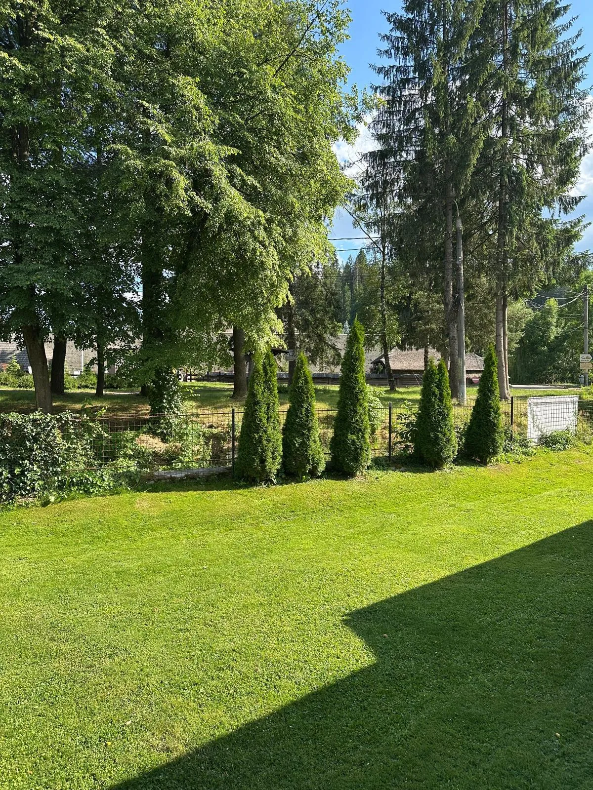 Gazon îngrijit mărginit de tuia și brazi înalți, sub cer senin